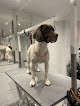 Glasgow Dog Grooming