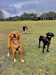 Negocio Jess' Dog Training