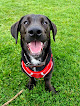 Negocio Pc Pooches Dog Walking And Boarding