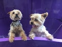Negocio Pooch Pawfect