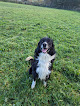 Negocio Tegfan Boarding Kennels