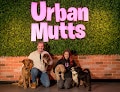 Negocio Urban Mutts Hotels