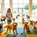 What to expect from a professional dog day care service